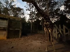 -清迈夜间动物园