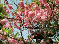 -南汇桃花村