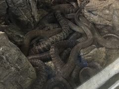 -荔城生鲜盛宴(番禺旗舰店)