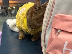 -伟伟宠物医院·瑞派猫友好医院·猫科(光谷店)