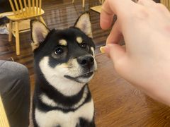 -豆柴町-柴犬主题狗咖(红鼎国际C座店)