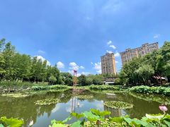 -陈家山荷花公园