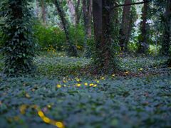 -中国科学院华南植物园