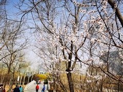 -大兴滨河森林公园