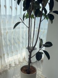 -HEYAN荷妍专业脱毛连锁机构