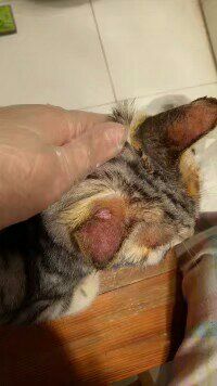 -菲丽丝宠物医院·24小时·猫科中心·免疫点(淮海分院)