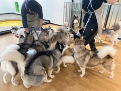 -Husky Go! 哈士奇体验馆·宠物咖啡厅狗咖