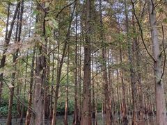 -桤木河湿地公园