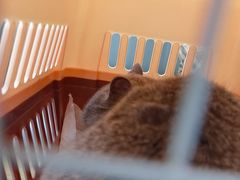 -艾贝尔宠物医院·24H转诊中心·肿瘤猫专科(江宁双龙店)