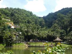 -西双版纳原始森林公园