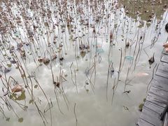 -大湾区中央湿地公园