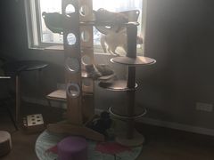 -东方名猫馆·英短金渐层布偶猫舍(环线广场1号楼店)