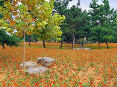 -羊亭河湿地公园