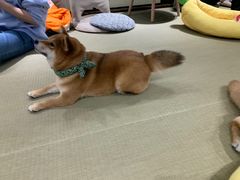 -逗柴咖啡屋·狗咖猫咖宠物桌游