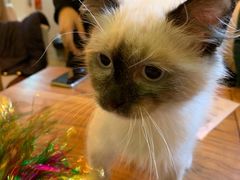 -李小姐の猫咖啡馆(五角场店)