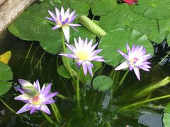 -国家植物园南园