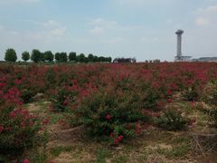 紫薇花海-古柏渡飞黄旅游区