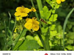 -黑龙江省森林植物园