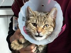 -瑞派·关忠动物医院·猫专科·犬专科(三环新城店)