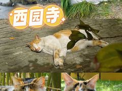 -西园戒幢律寺