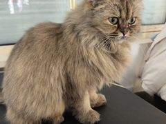 -猫小院猫主题餐厅(南锣旗舰店)