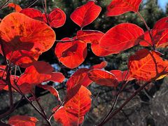 -北京西山国家森林公园