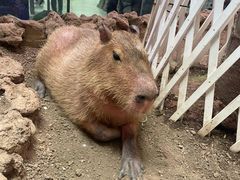 -正佳雨林生态植物园
