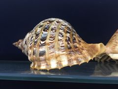 -青岛贝壳博物馆