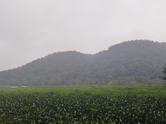 -中国茶叶博物馆(双峰馆区)