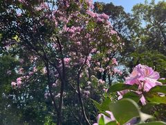 -梧桐山风景名胜区