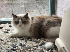 -喵屿·大理花园猫咖