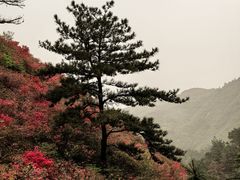 -木兰云雾山