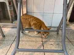 -新记餐厅(香槟大厦店)