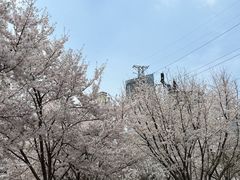 -小秋水饺(大成路总店)