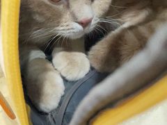 -伟伟宠物医院·CT影像中心·瑞派犬猫综合性门诊(汉口总院)