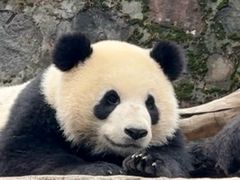 -都江堰中华大熊猫苑