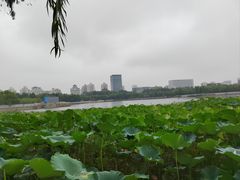 -莲花池公园