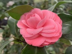 -金花茶公园