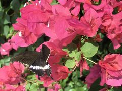 -海南铜鼓岭景区