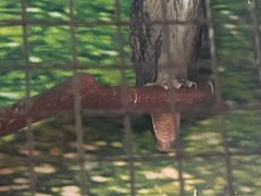 -上海大自然野生昆虫馆(东方明珠·爬宠昆虫探索中心)