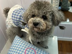 -汪说·狗咖·拼豆·宠物周边DIY(旺城大厦店)