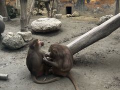 -成都动物园