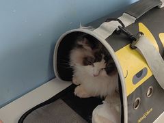 -瑞派福兴宠物医院犬猫全科·骨科·中西医结合(河东店)