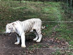 -深圳野生动物园