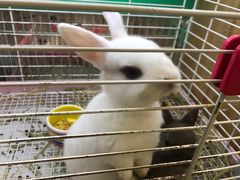 -宠物兔专门店(天丰利市场店)