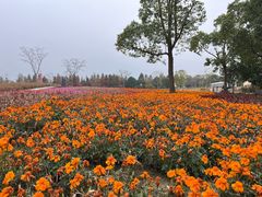 -同里国家湿地公园
