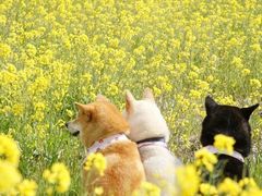 -藏猫猫咖啡主题馆(中央大道店)