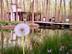 -合肥滨湖国家森林公园