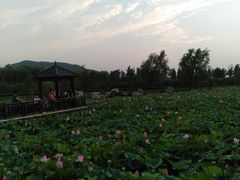 -羊亭河湿地公园