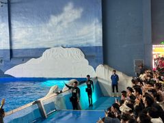 -秦皇岛乐岛海洋王国